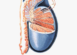 ���Ի����侫�ܹ����֢״����Щ?