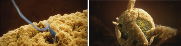 孕育微环境多元诊疗体系